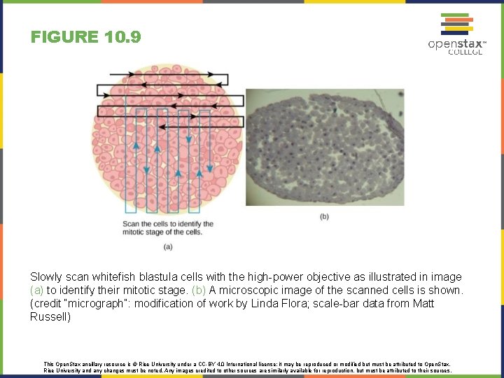 FIGURE 10. 9 Slowly scan whitefish blastula cells with the high-power objective as illustrated