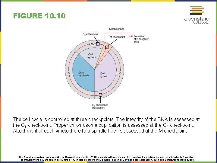 FIGURE 10. 10 The cell cycle is controlled at three checkpoints. The integrity of