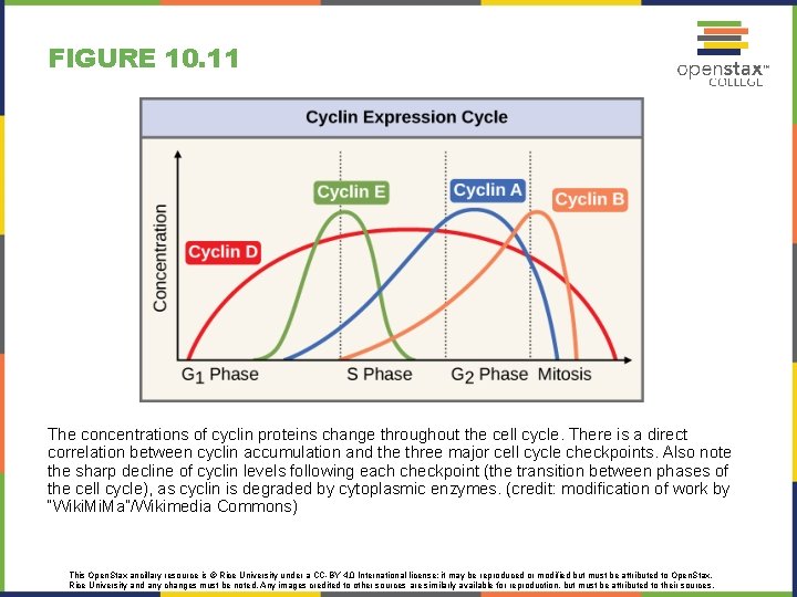 FIGURE 10. 11 The concentrations of cyclin proteins change throughout the cell cycle. There