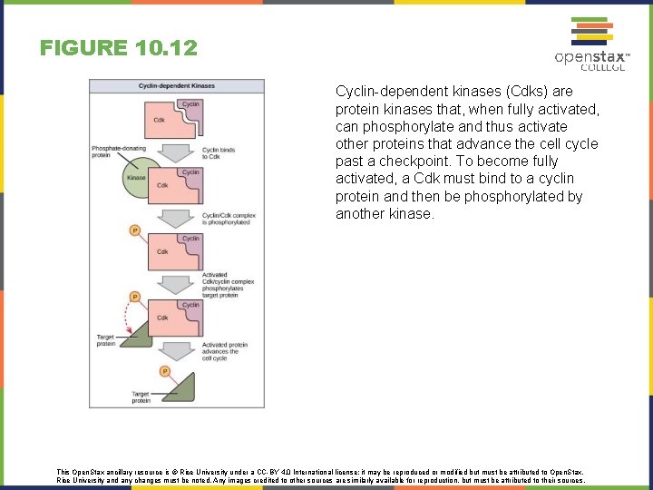 FIGURE 10. 12 Cyclin-dependent kinases (Cdks) are protein kinases that, when fully activated, can