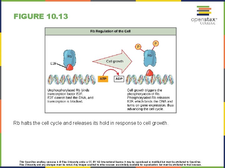 FIGURE 10. 13 Rb halts the cell cycle and releases its hold in response
