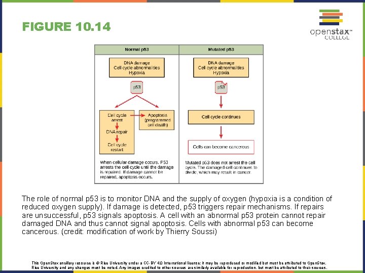 FIGURE 10. 14 The role of normal p 53 is to monitor DNA and