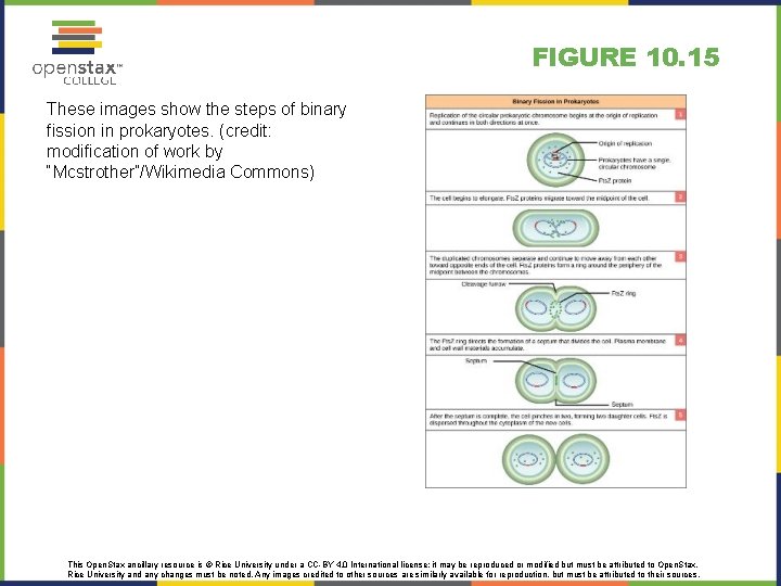 FIGURE 10. 15 These images show the steps of binary fission in prokaryotes. (credit: