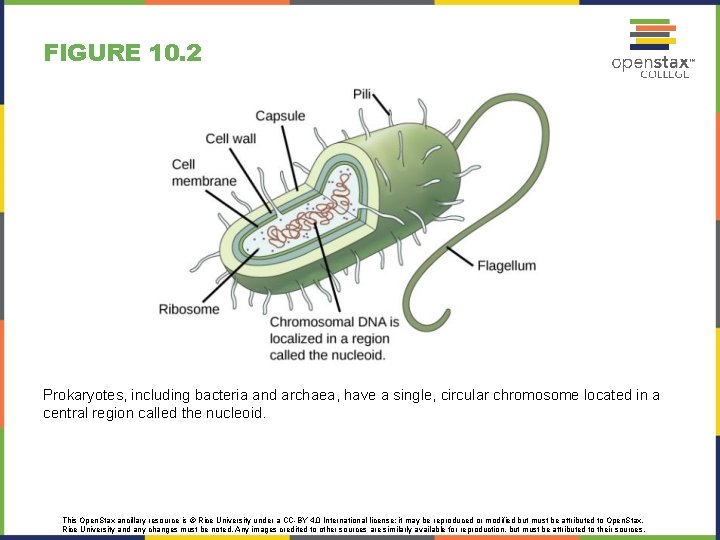 FIGURE 10. 2 Prokaryotes, including bacteria and archaea, have a single, circular chromosome located
