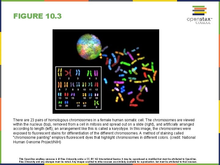 FIGURE 10. 3 There are 23 pairs of homologous chromosomes in a female human