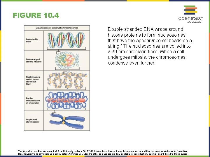 FIGURE 10. 4 Double-stranded DNA wraps around histone proteins to form nucleosomes that have