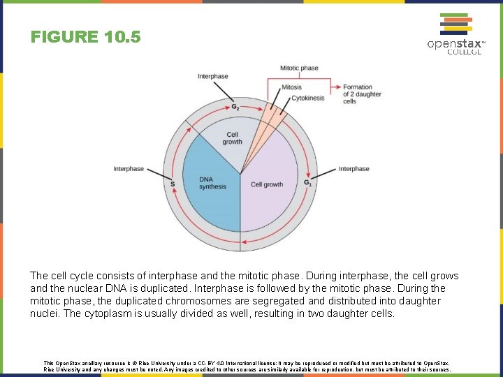 FIGURE 10. 5 The cell cycle consists of interphase and the mitotic phase. During