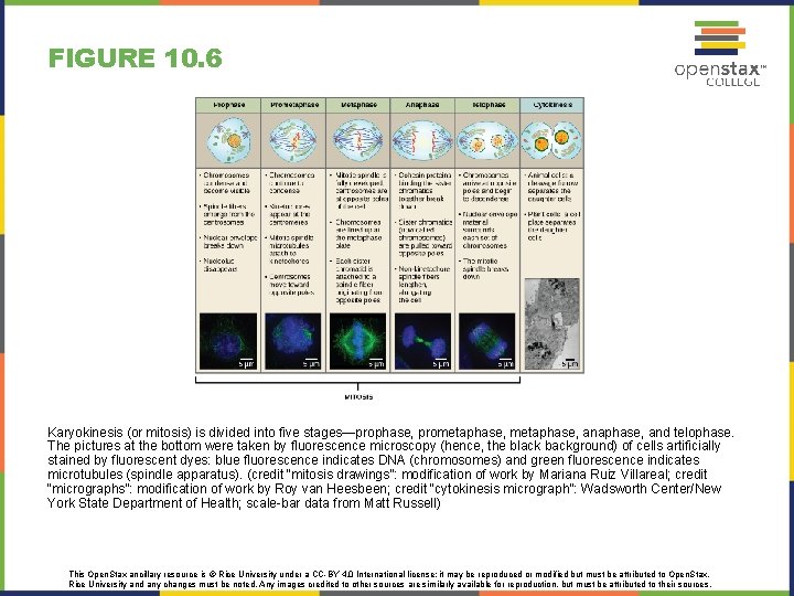 FIGURE 10. 6 Karyokinesis (or mitosis) is divided into five stages—prophase, prometaphase, anaphase, and