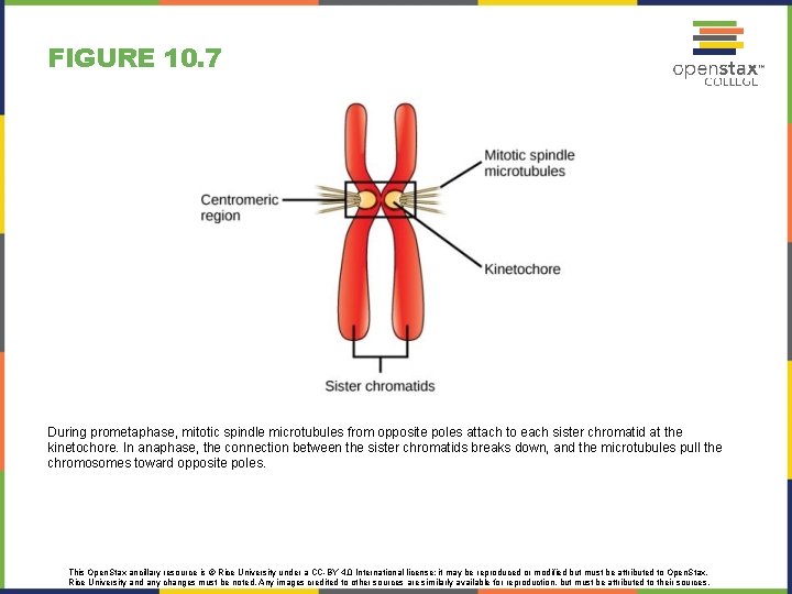 FIGURE 10. 7 During prometaphase, mitotic spindle microtubules from opposite poles attach to each