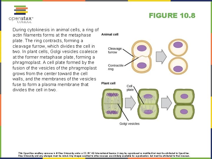 FIGURE 10. 8 During cytokinesis in animal cells, a ring of actin filaments forms