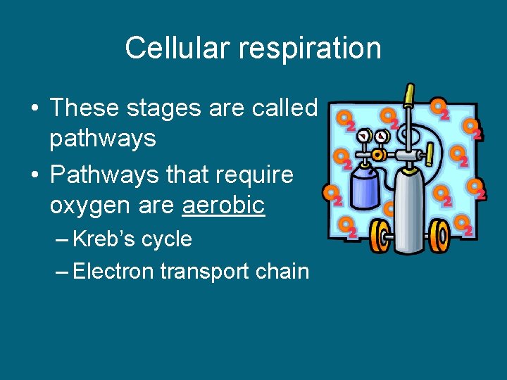 Cellular respiration • These stages are called pathways • Pathways that require oxygen are