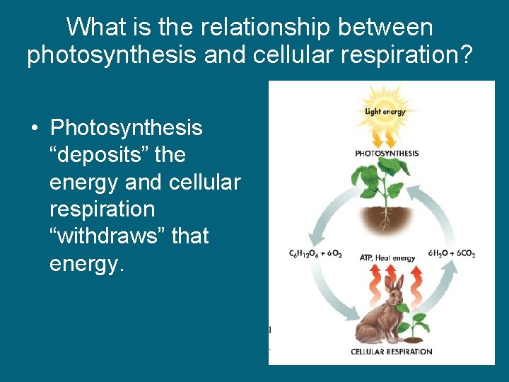 What is the relationship between photosynthesis and cellular respiration? • Photosynthesis “deposits” the energy