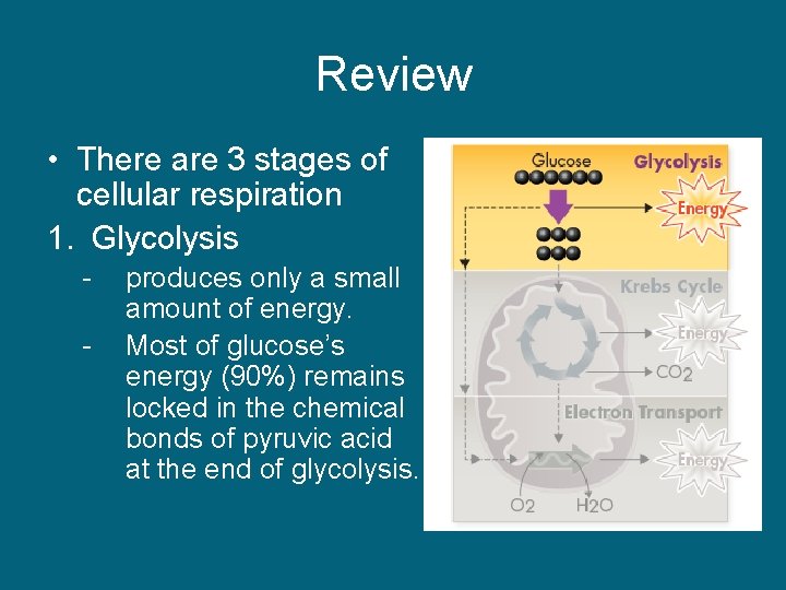 Review • There are 3 stages of cellular respiration 1. Glycolysis - produces only
