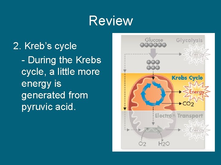 Review 2. Kreb’s cycle - During the Krebs cycle, a little more energy is