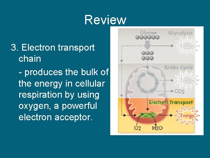 Review 3. Electron transport chain - produces the bulk of the energy in cellular