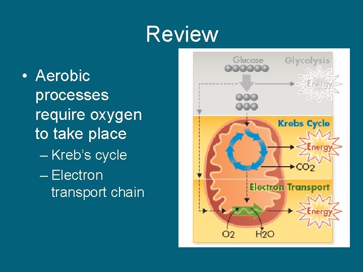 Review • Aerobic processes require oxygen to take place – Kreb’s cycle – Electron