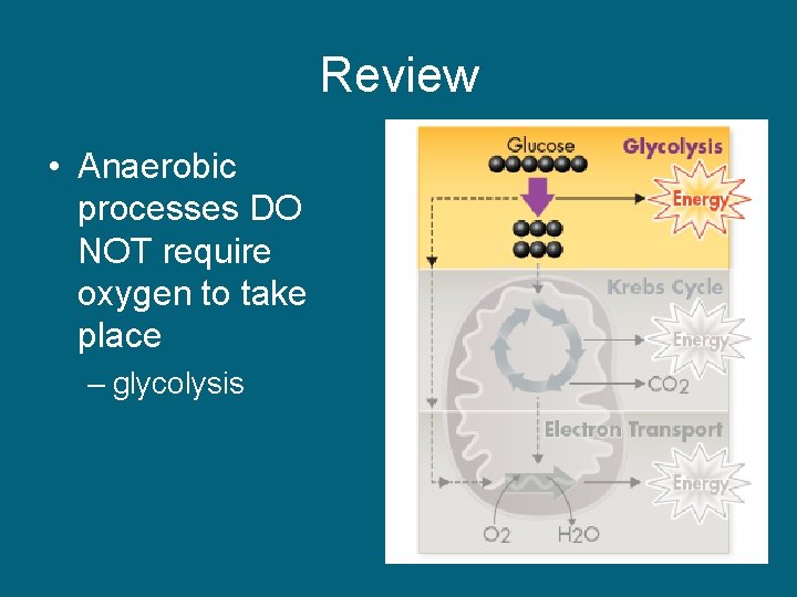 Review • Anaerobic processes DO NOT require oxygen to take place – glycolysis 