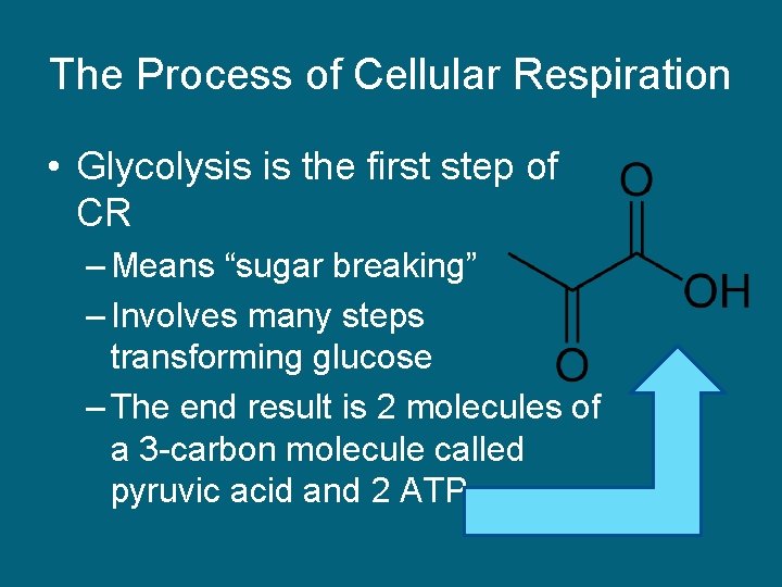 The Process of Cellular Respiration • Glycolysis is the first step of CR –