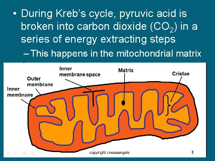  • During Kreb’s cycle, pyruvic acid is broken into carbon dioxide (CO 2)