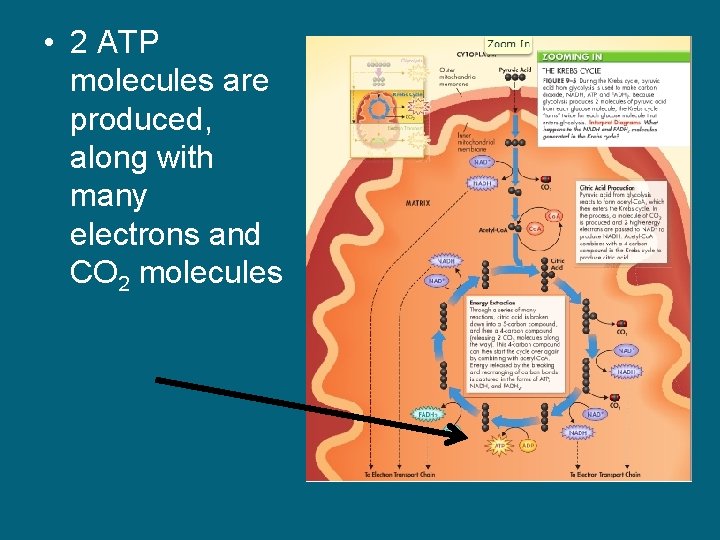  • 2 ATP molecules are produced, along with many electrons and CO 2