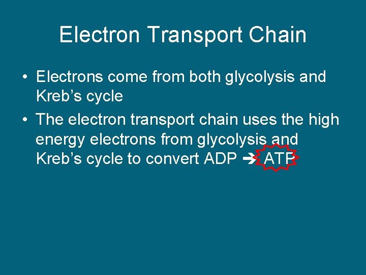 Electron Transport Chain • Electrons come from both glycolysis and Kreb’s cycle • The