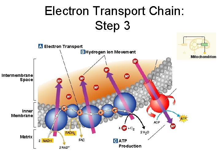  Electron Transport Chain: Step 3 Electron Transport Hydrogen Ion Movement Channel Mitochondrion Intermembrane