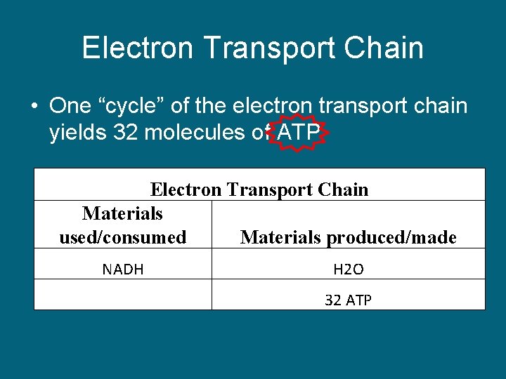 Electron Transport Chain • One “cycle” of the electron transport chain yields 32 molecules