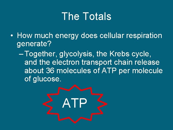 The Totals • How much energy does cellular respiration generate? – Together, glycolysis, the