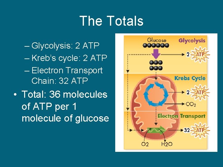 The Totals – Glycolysis: 2 ATP – Kreb’s cycle: 2 ATP – Electron Transport