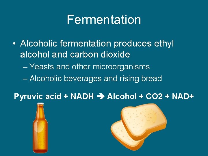 Fermentation • Alcoholic fermentation produces ethyl alcohol and carbon dioxide – Yeasts and other