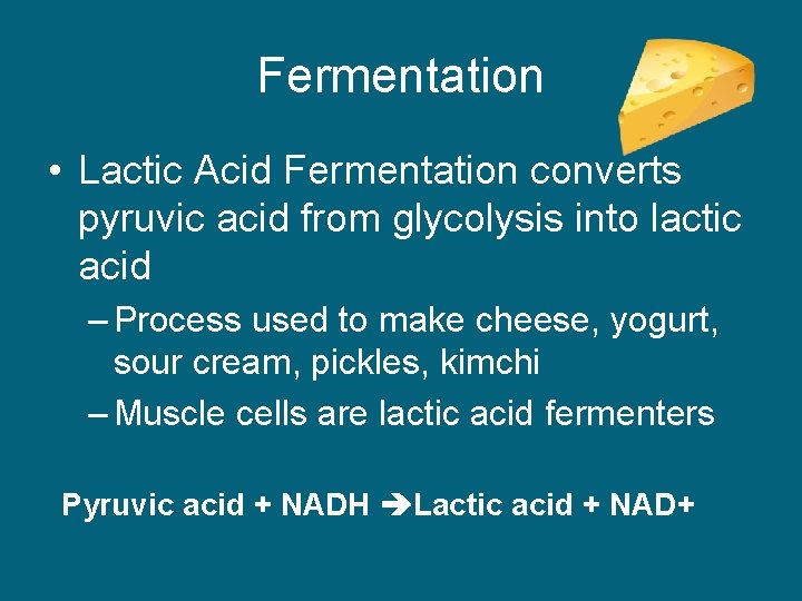 Fermentation • Lactic Acid Fermentation converts pyruvic acid from glycolysis into lactic acid –