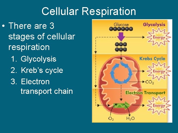 Cellular Respiration • There are 3 stages of cellular respiration 1. Glycolysis 2. Kreb’s