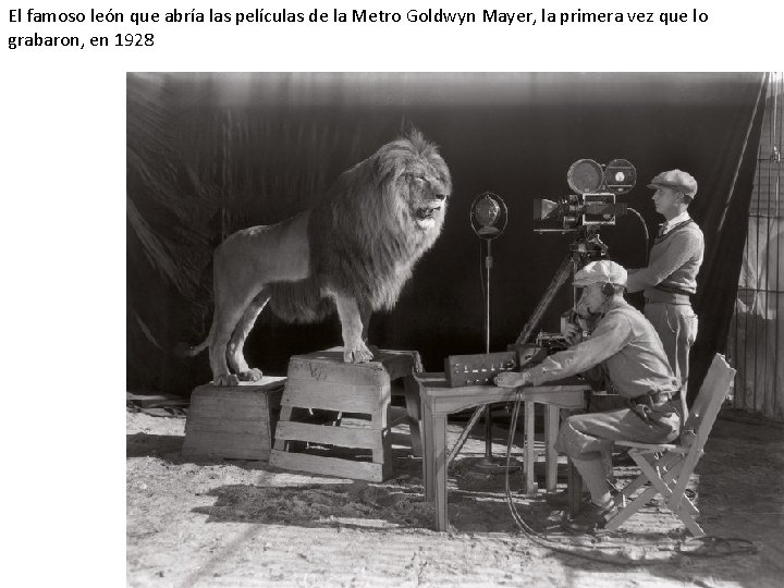 El famoso león que abría las películas de la Metro Goldwyn Mayer, la primera