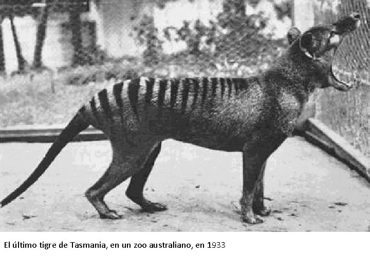 El último tigre de Tasmania, en un zoo australiano, en 1933 