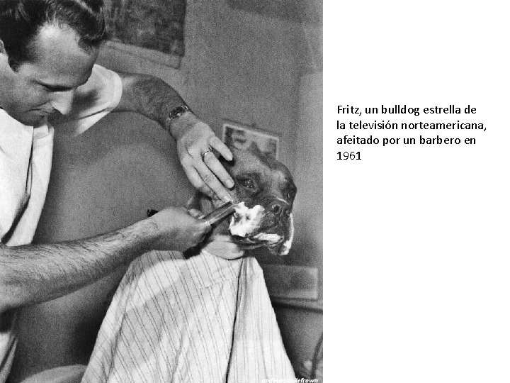 Fritz, un bulldog estrella de la televisión norteamericana, afeitado por un barbero en 1961