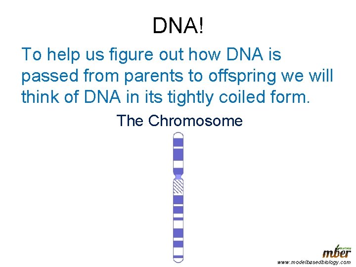 DNA! To help us figure out how DNA is passed from parents to offspring