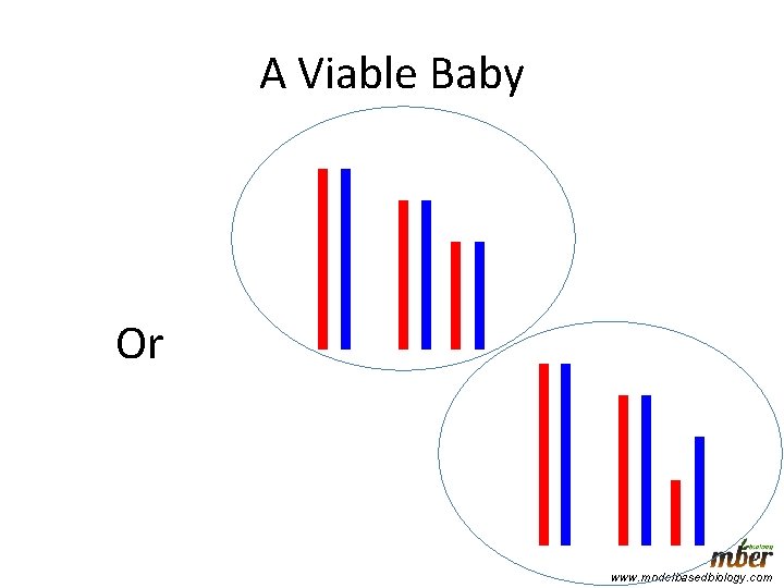 A Viable Baby Or www. modelbasedbiology. com 