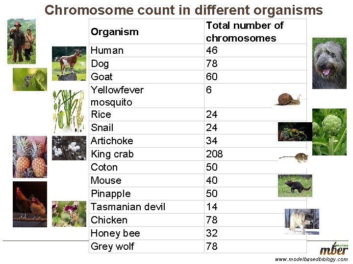 Chromosome count in different organisms Organism Human Dog Goat Yellowfever mosquito Rice Snail Artichoke