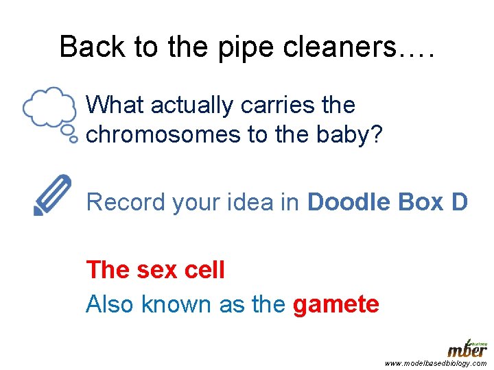 Back to the pipe cleaners…. What actually carries the chromosomes to the baby? Record