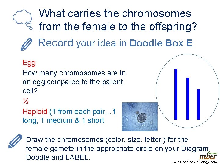 What carries the chromosomes from the female to the offspring? Record your idea in