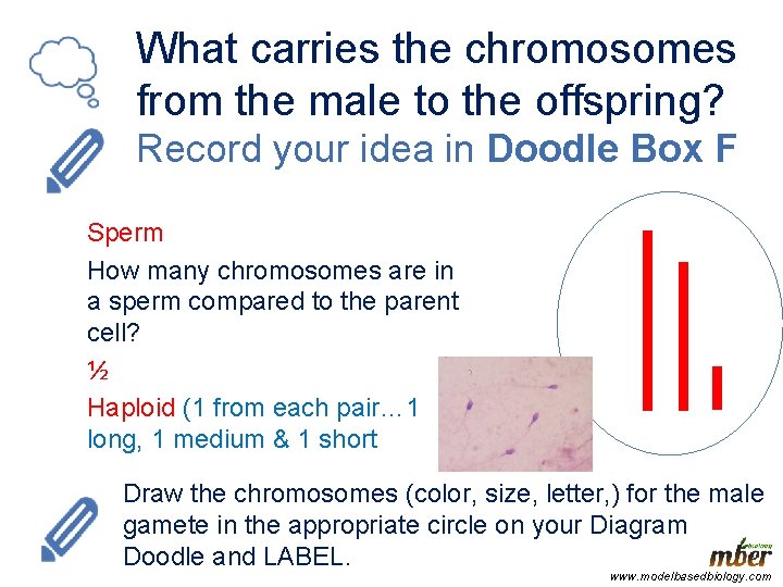 What carries the chromosomes from the male to the offspring? Record your idea in