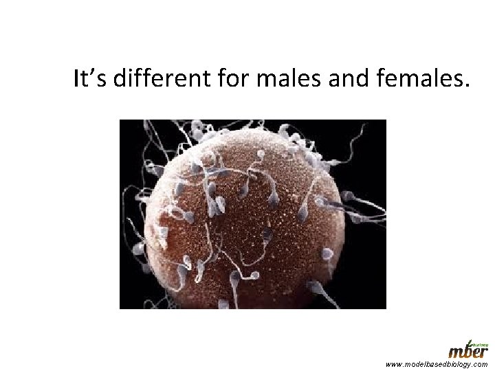 It’s different for males and females. www. modelbasedbiology. com 