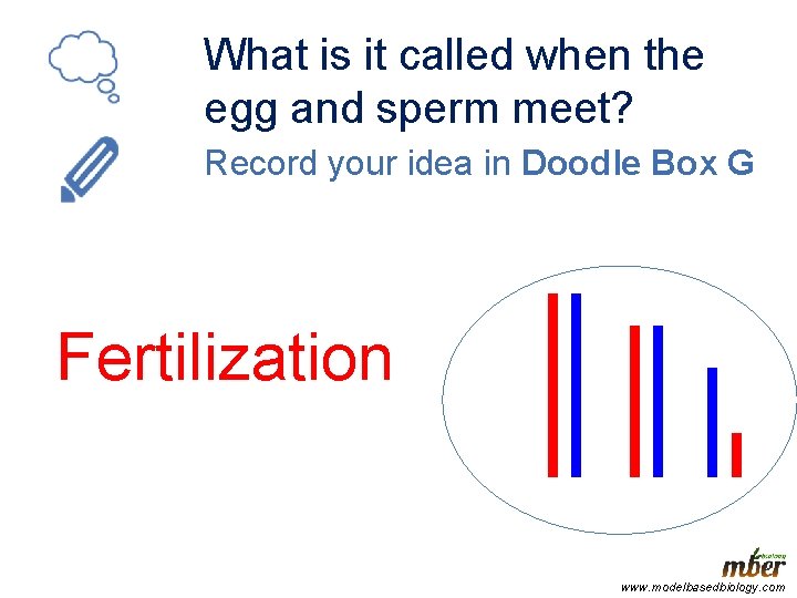 What is it called when the egg and sperm meet? Record your idea in