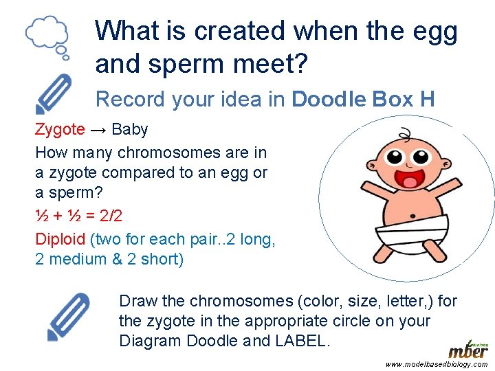 What is created when the egg and sperm meet? Record your idea in Doodle