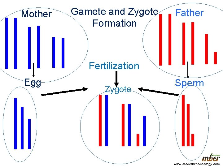 Mother Gamete and Zygote Formation Father Fertilization Egg Zygote Sperm www. modelbasedbiology. com 