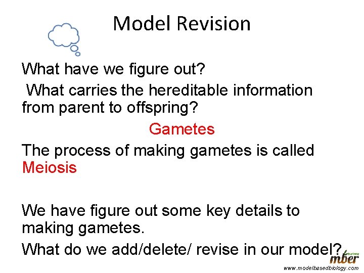 Model Revision What have we figure out? What carries the hereditable information from parent