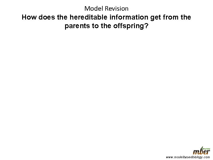 Model Revision How does the hereditable information get from the parents to the offspring?