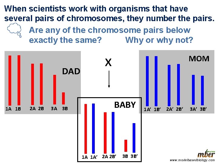 When scientists work with organisms that have several pairs of chromosomes, they number the