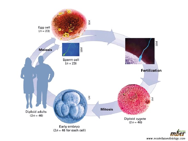 www. modelbasedbiology. com 