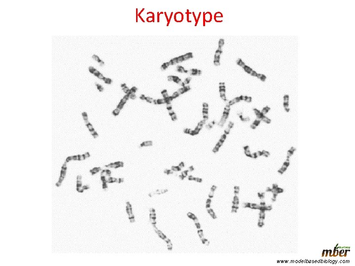 Karyotype www. modelbasedbiology. com 